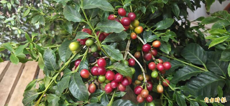 台灣首個本土咖啡品種「台農1號」 全身都是寶!