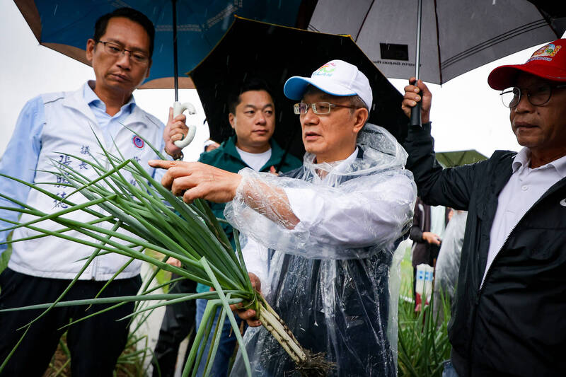 鳳凰侵台 三星蔥每公斤拍賣均價374元歷年同期3倍