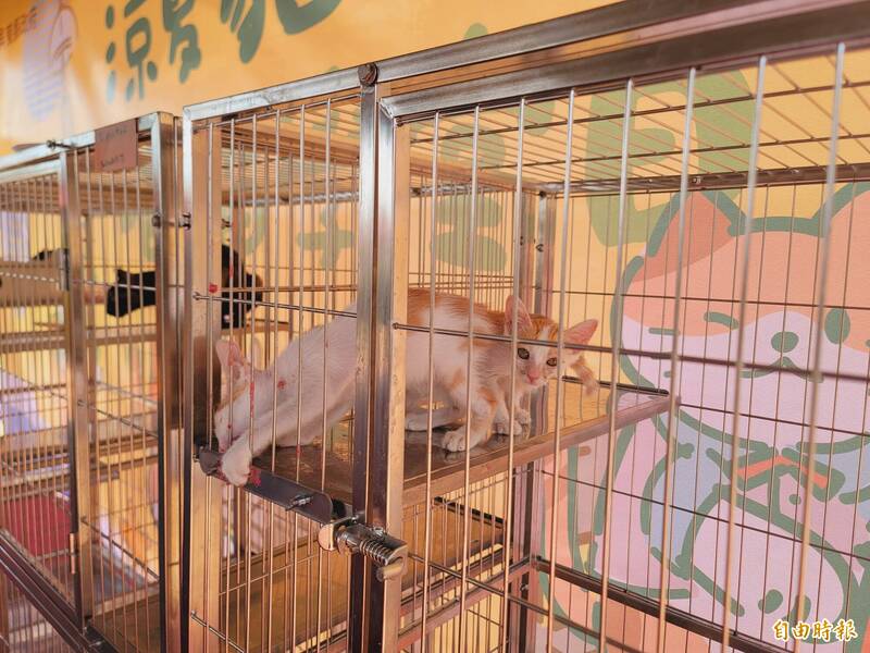 屏東動物之家死亡率高達32％ 縣議員建議改善軟硬體