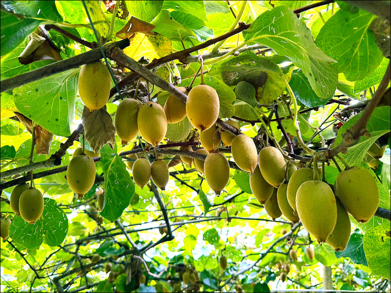 來一顆台灣奇異果! 「在欉紅」完勝進口貨