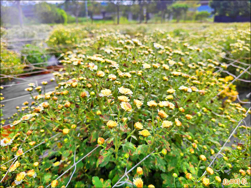 銅鑼杭菊花苞初綻 花農憂颱風收成損