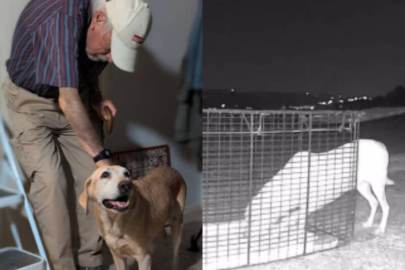 拉布拉多走失2週!93歲飼主出奇招助愛犬「聞香」團圓