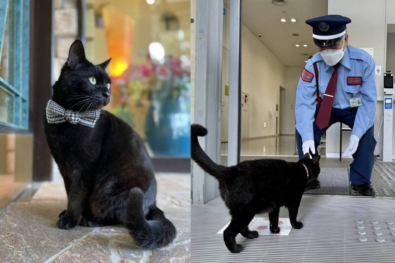 8年攻防戰落幕!日美術館警衛對手「闖關小黑貓」當喵天使了
