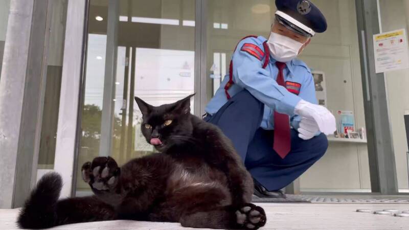 黑貓「小健」特別喜歡攔截牠的警衛大叔馬屋原定雄，雙方進行多次攻防戰後，培養出深厚感情。（圖擷取自@bijutsu1 社群平台「X」）
