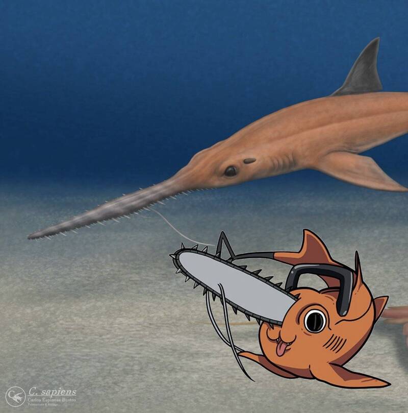 智利出土新化石「波奇塔鋸鯊」 考古團隊：名字致敬《鏈鋸人》