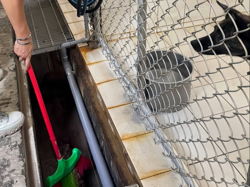 新北8動物之家全面防颱 發電機測試、排水清理一次到位