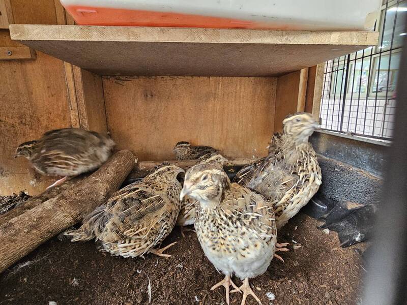 立體化的生命教育課 高市新莊國小有群鵪鶉「小跟班」