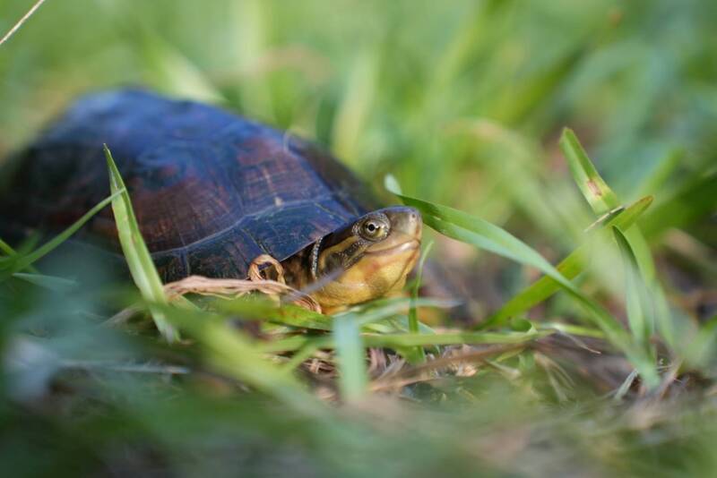新北發現保育類柴棺龜! 農業局啟動研究與移除紅耳龜保育行動