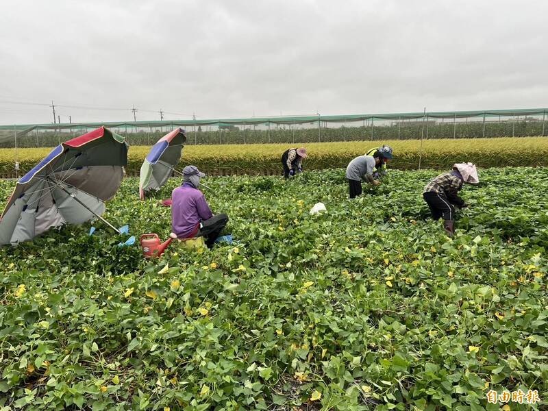 鳳凰颱風威脅 搶割稻穀量較平日增1倍 菜價不漲反跌