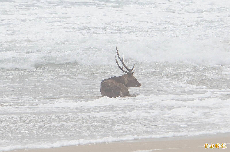 鳳凰颱風「屏東受災首例」 墾丁梅花鹿被狗咬傷跳海