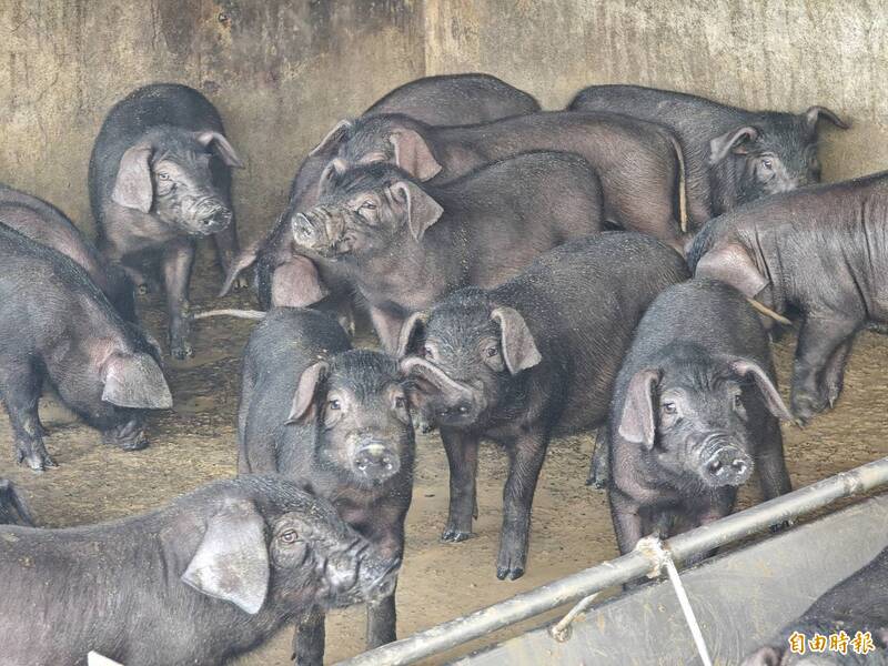 廚餘去化是環境問題 黑豬農盼長期仍應成立蒸煮中心