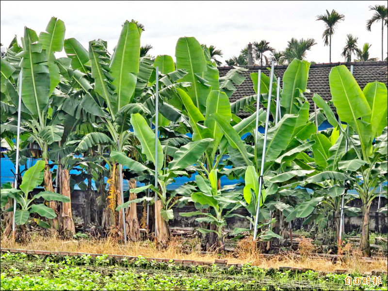 屏東農漁民備戰 高麗菜聞風漲1倍
