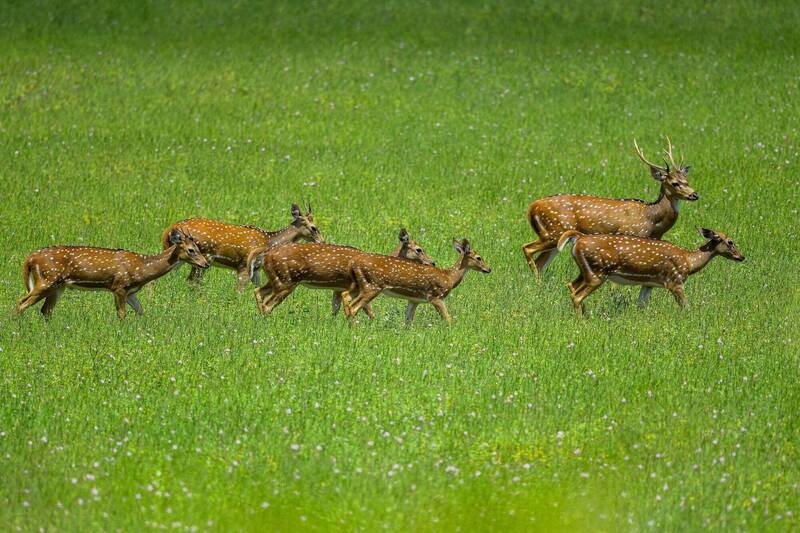 印度南部一座新落成的动物园，于11日发生梅花鹿大量死亡事件，有10只梅花鹿被发现死在围栏之中，园方初步研判，梅花鹿是遭到夜间入侵的流浪狗群袭击而丧生。图为示意图。（法新社）