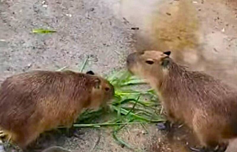 流浪20多小時! 萬里水豚君「逃家」 風雨太大「迷途知返」