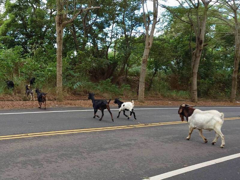 路上有羊！139線羊群過馬路險釀車禍 警方說話了