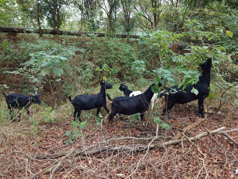 羊群在139线过马路到对向草丛中吃草。（图由民众提供）