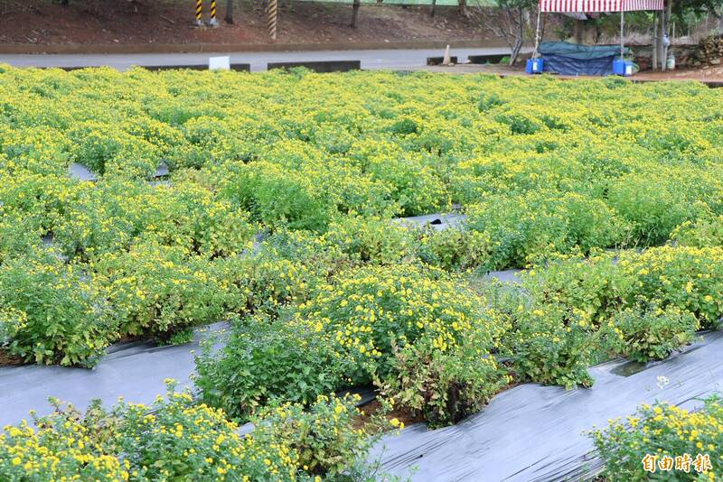 銅鑼杭菊躲過颱風!11/22、23將盛開 農會邀賞花食農