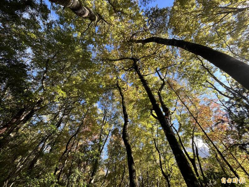 上帝調色盤!霞喀羅國家步道紅葉轉色約4成 今年無車輛管制