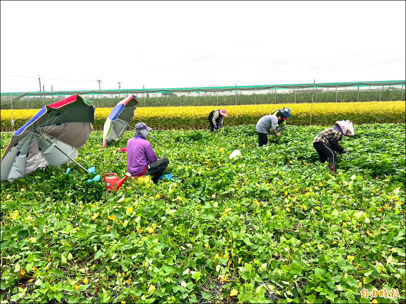 鳳凰減弱 西螺果菜市場菜價小跌