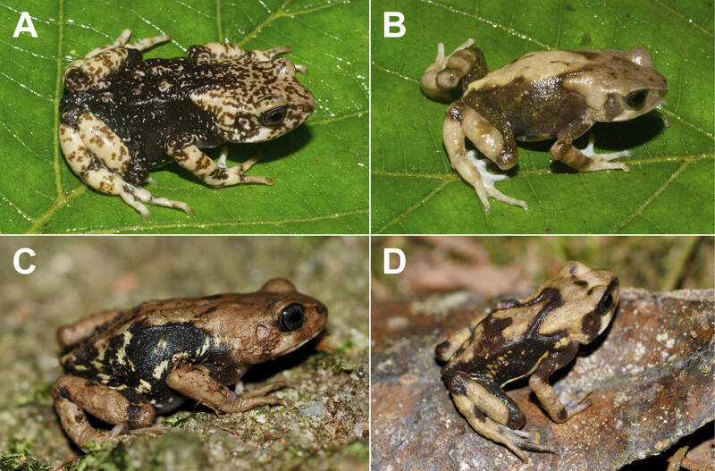 新鉴定的蟾蜍物种之一「鲁霍梅罗树蟾」（Nectophrynoides luhomeroensis）。此物种会直接产下活体幼蟾。（图取自《脊椎动物学》）