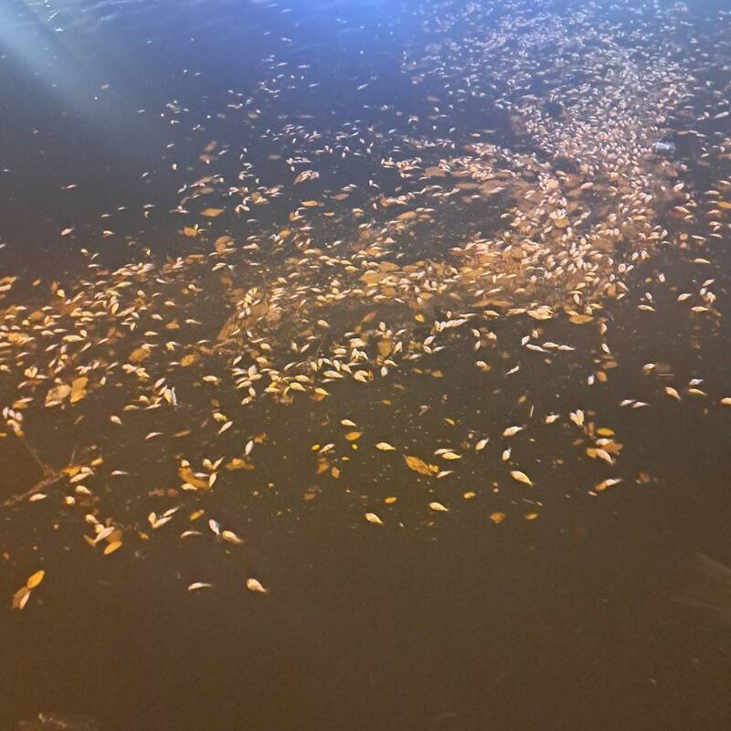 凰凰颱風排污水造成運河死魚？ 南市水利局澄清應是氣溫變化造成
