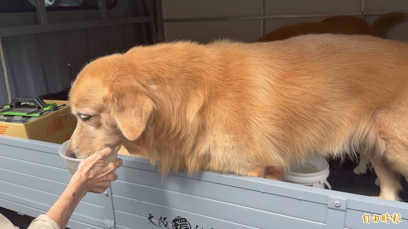 知本溫泉區舊商店街大火 鄰居開門供狗群逃亡