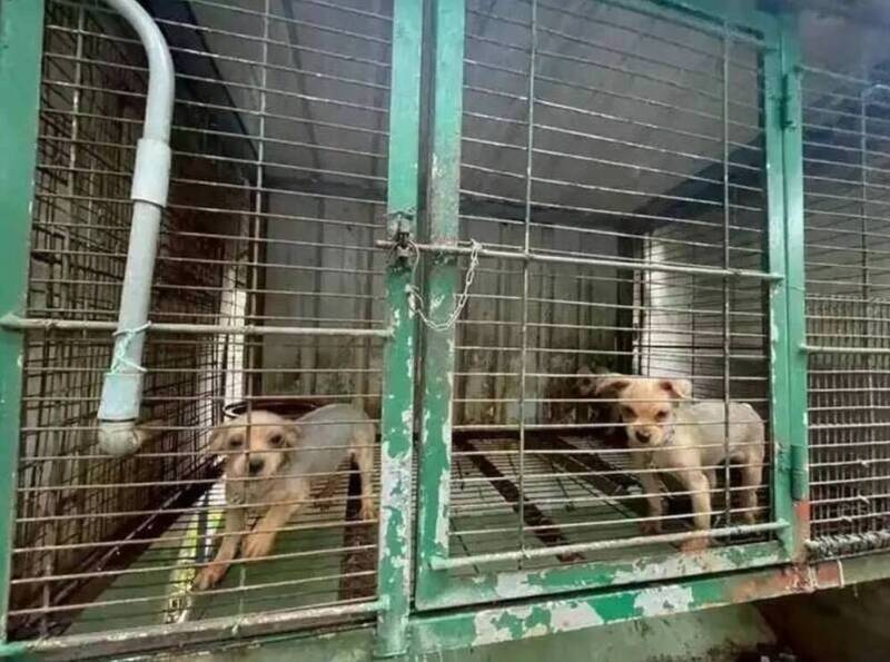 藝人網友批人人犬舍188隻被割聲帶犬隻遭繼續利用 苗縣動防所回應了