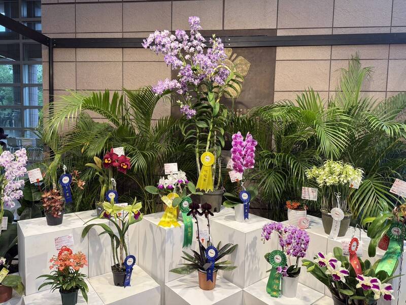 成大秋季蘭展 潑墨秋石斛奪冠成為全場焦點