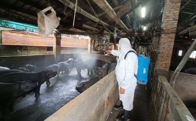 新北加碼補助飼料、防疫與消毒設備 即起開放合格豬農申請