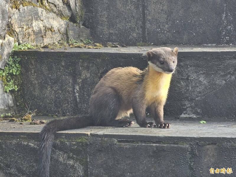 「這裡不是吃到飽!」黃喉貂狂嗑廚餘掀議 玉管處急令改善