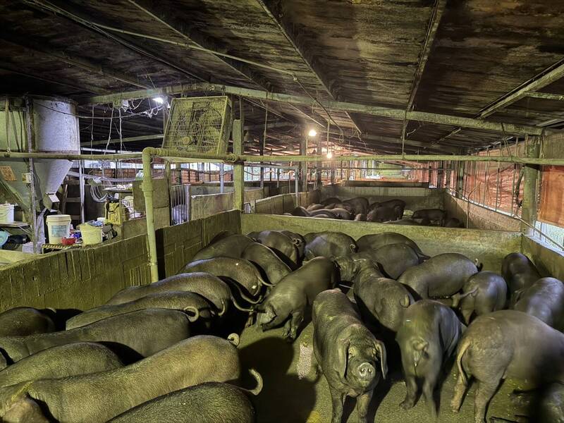 豬農跳腳「來不及」 廚餘車須加裝GPS展延到12/7執行