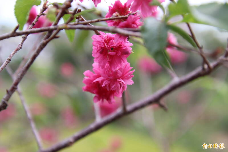關西南山河堤櫻花開了!驚艷來客