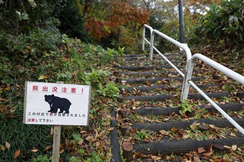狡猾!日本熊隻被開槍打中「裝死」 獵人上前查看遭攻擊昏迷