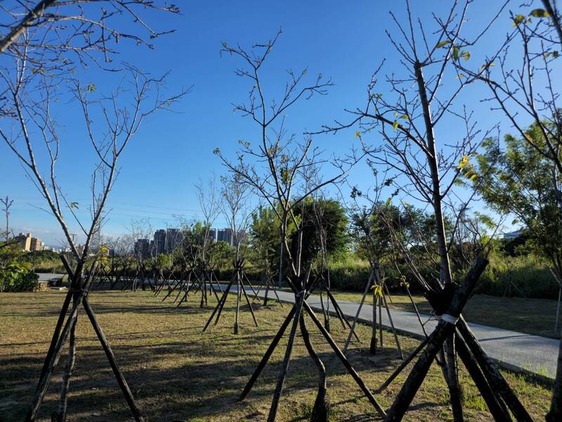 讓櫻花開得更嬌艷 中市移植櫻花至嶺東公園明春盛開可期待