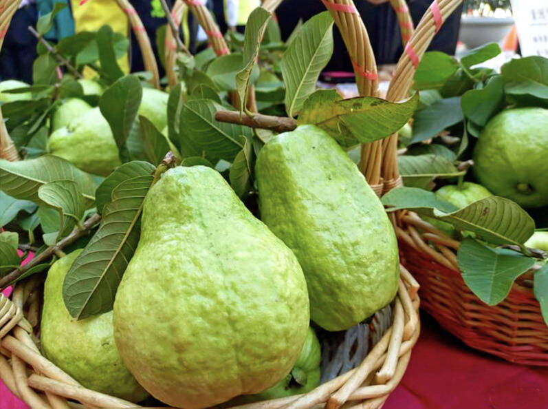 芭樂貴到吃不起?拍賣每公斤飆94.9元,創11月歷史新高