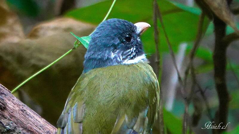 台南巴克禮公園稀客造訪 類似白頭翁鳥友驚喜