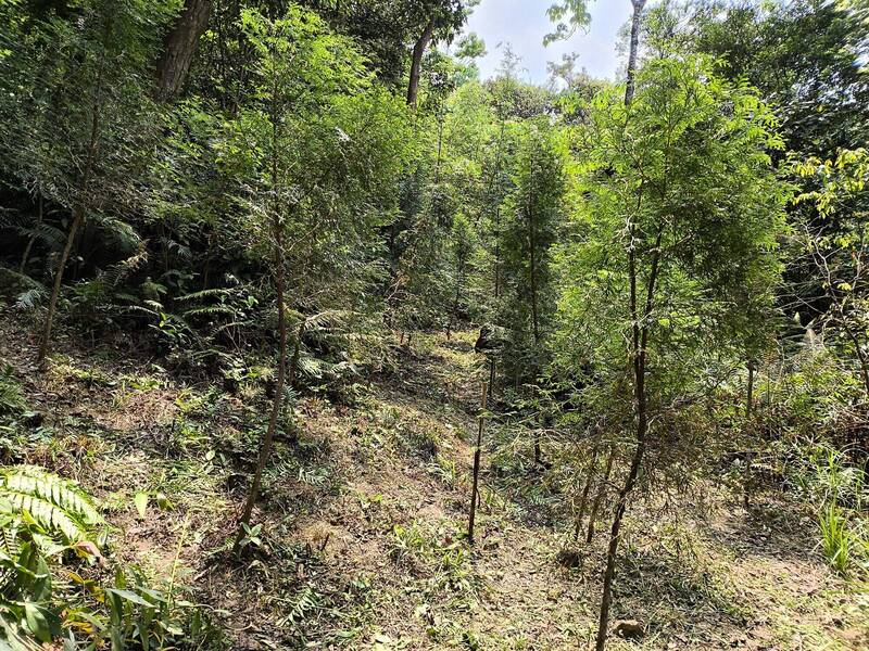 大崙頭尾山造林臺灣肖楠 定期撫育碳吸存量高4倍