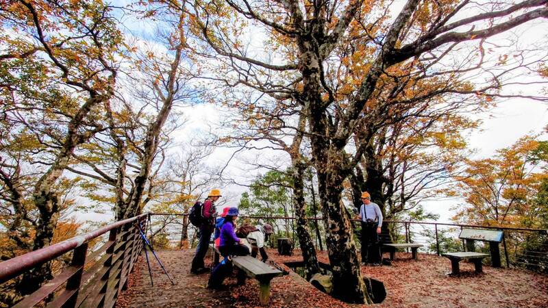 宜蘭太平山台灣山毛櫸步道黃葉率達80% 化身黃金森林