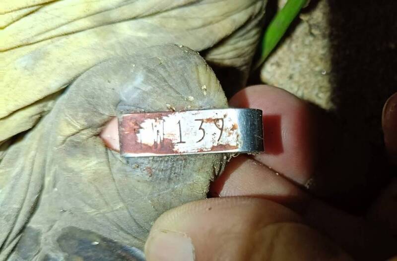 史上最忠誠綠蠵龜 編號139母龜睽違數年返回望安島產卵