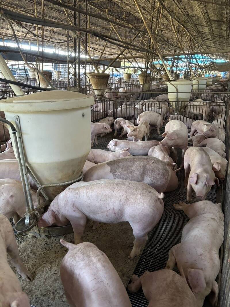 豬隻拍賣價明顯跌  南投豬農：盼中央協助豬價