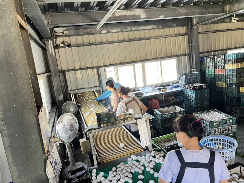 彰化4萬顆芬普尼雞蛋外流台中 葉彥伯點名「蛋行為何沒下架」 