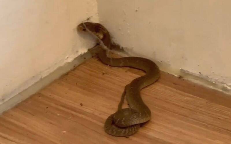 圖書館有眼鏡蛇!台中龍井館外看書 女子遭長50公分蛇吻送醫