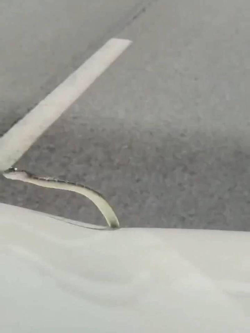 《不可能的任務：動物版》小蛇高速公路趴車狂甩頭 網：快變雨刷