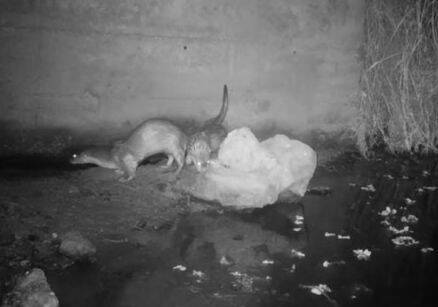 金門水獺保育成果發表20團隊競逐 金湖信義、小徑社區並列第一