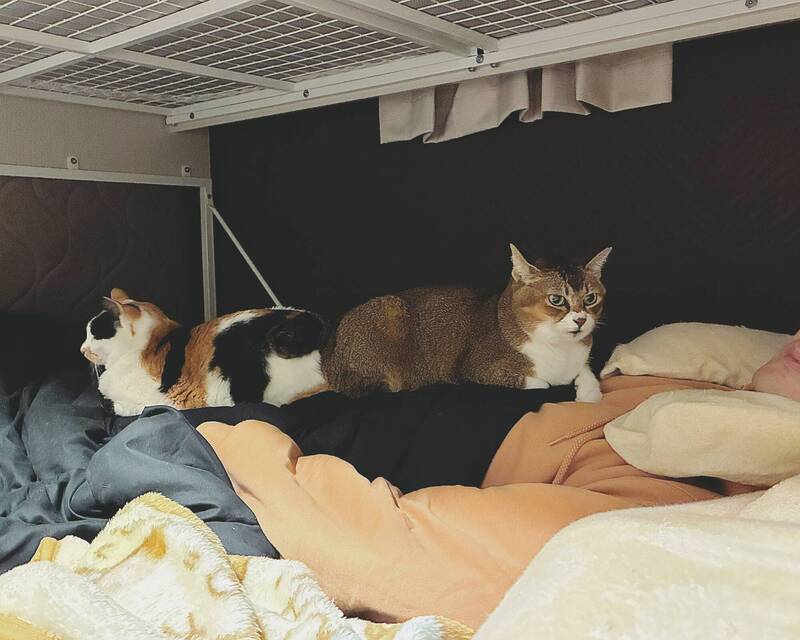 天冷影響睡眠? 日本鏟屎官早起抓包2喵星人「超屁惡行」