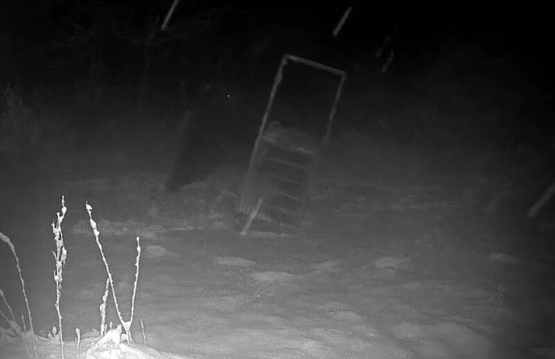 北海道400公斤超巨熊現身 輕鬆掀翻300公斤陷阱影片曝!