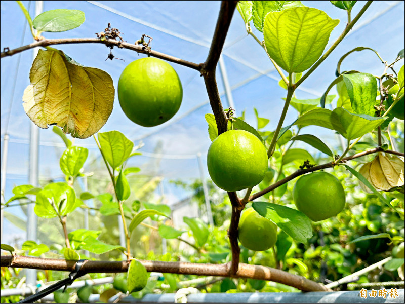 屏東蜜棗最快下月採收 少風害質優