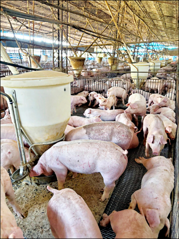 數縣市豬隻拍賣跌破90元 豬農籲政府護盤