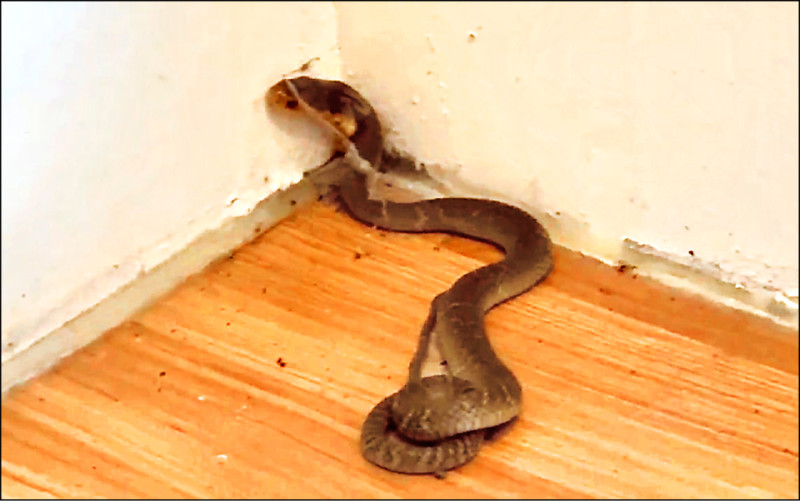 台中龍井圖書館驚見眼鏡蛇 咬傷1女