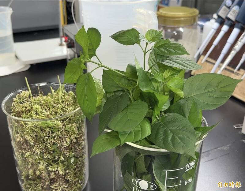 水母、珊瑚等作為化妝品原料 台灣生技獲國際認證